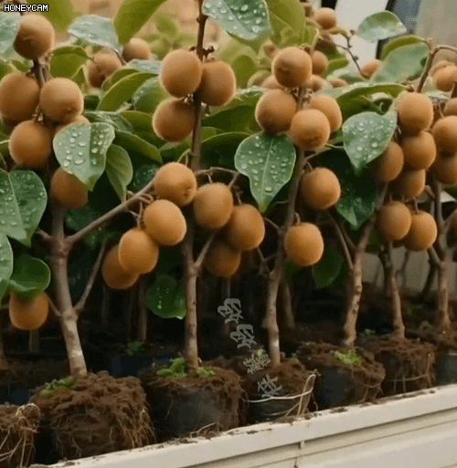 Honeycam 2025-10-21 13-38-21.gif