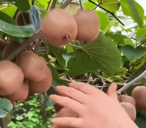 Honeycam 2025-10-21 13-41-15.gif