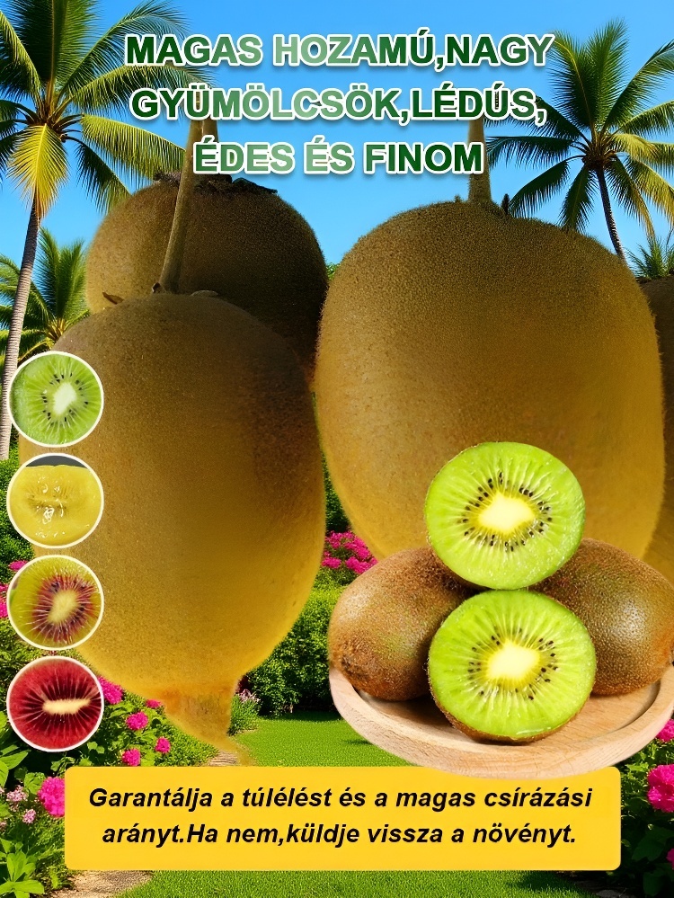 Fokozza a férfiak erejét Új zélandi bio kivi facsemete