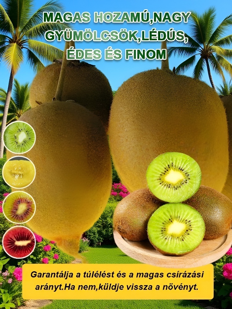 Fokozza a férfiak erejét Új zélandi bio kivi facsemete