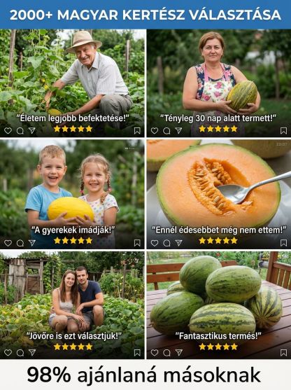 Édesebb améznél! 🌟 99%-os szupermagas csírázási arány, elég csak kéthetente egyszer megöntözni, és legkésőbb 90 napon belül akár 1,5kg-os gyümölcsöt hoz