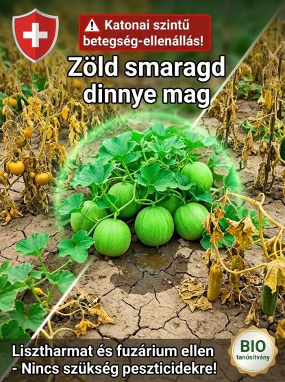 Édesebb améznél! 🌟 99%-os szupermagas csírázási arány, elég csak kéthetente egyszer megöntözni, és legkésőbb 90 napon belül akár 1,5kg-os gyümölcsöt hoz