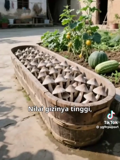 🌟Nem kell drága éttermi árakat fizetni, otthon is élvezheti a luxus gombák ízét!