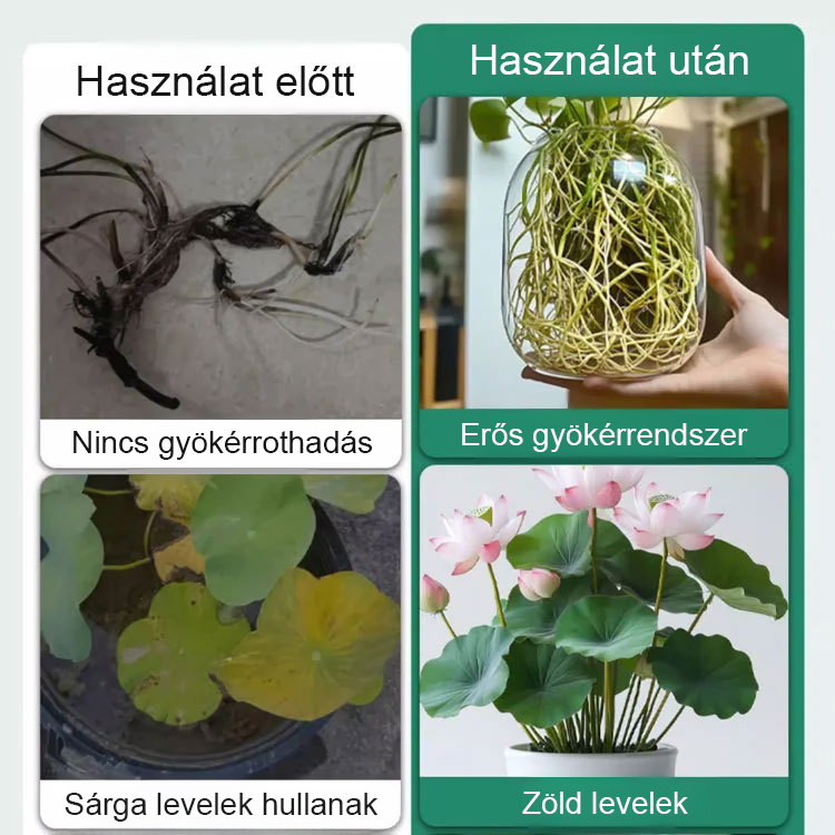 💧Megakadályozza a sárgulást és a gyökérkorhadást, elősegíti az erős gyökérzetet és a hosszabb virágzási időszakot 🌿
