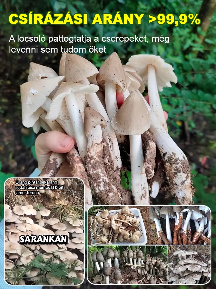 🌟Nem kell drága éttermi árakat fizetni, otthon is élvezheti a luxus gombák ízét!