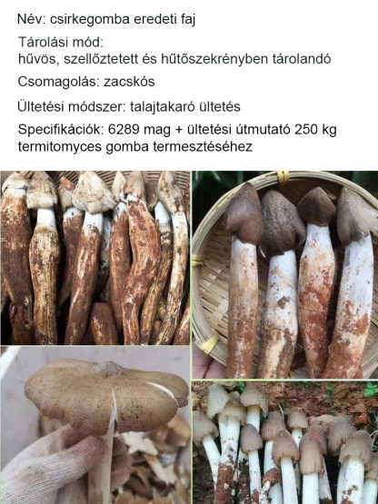 🌟Nem kell drága éttermi árakat fizetni, otthon is élvezheti a luxus gombák ízét!