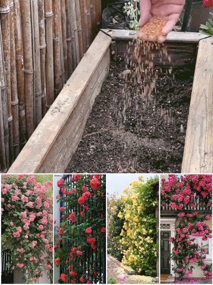 🌸 Szeretne egy lélegzetelállító kertet? Most vessen magot, és már áprilisban virágba borulhat! 🌸