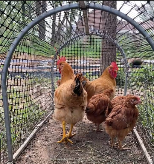 Mobile Chicken Coop Run,Foldable Chicken Tunnel