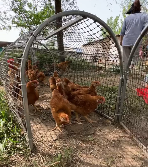 Mobile Chicken Coop Run,Foldable Chicken Tunnel