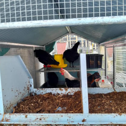 Sturdy Rust-Proof Chicken Coop (Brake Casters) – Spacious Villa, Egg Area & Stainless Trough