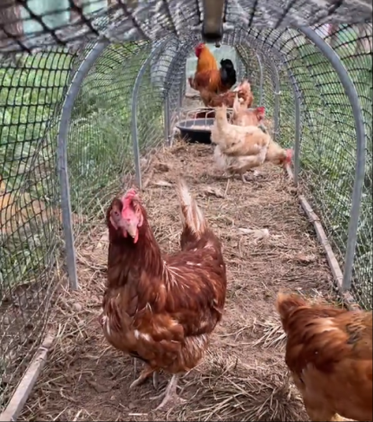 Mobile Chicken Coop Run,Foldable Chicken Tunnel