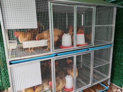 Sturdy Rust-Proof Chicken Coop (Brake Casters) – Spacious Villa, Egg Area & Stainless Trough