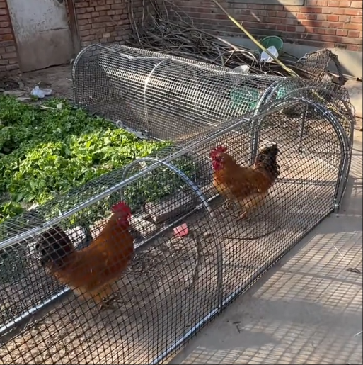 Mobile Chicken Coop Run,Foldable Chicken Tunnel