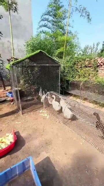 Mobile Chicken Coop Run,Foldable Chicken Tunnel