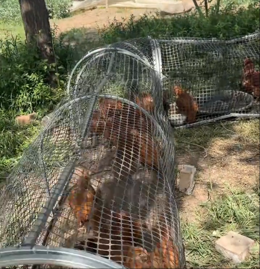 Mobile Chicken Coop Run,Foldable Chicken Tunnel