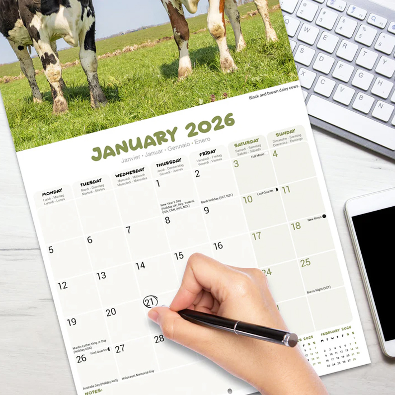 Cows Calendar 2026