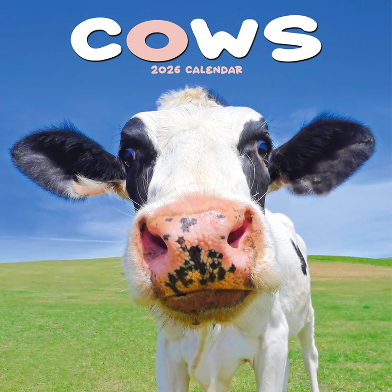 Cows Calendar 2026