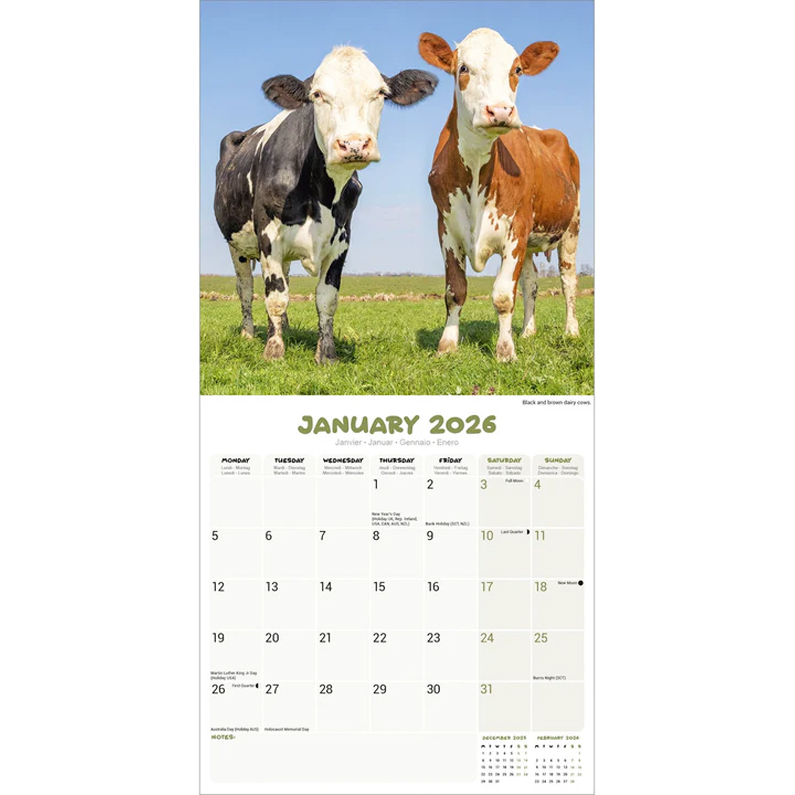 Cows Calendar 2026