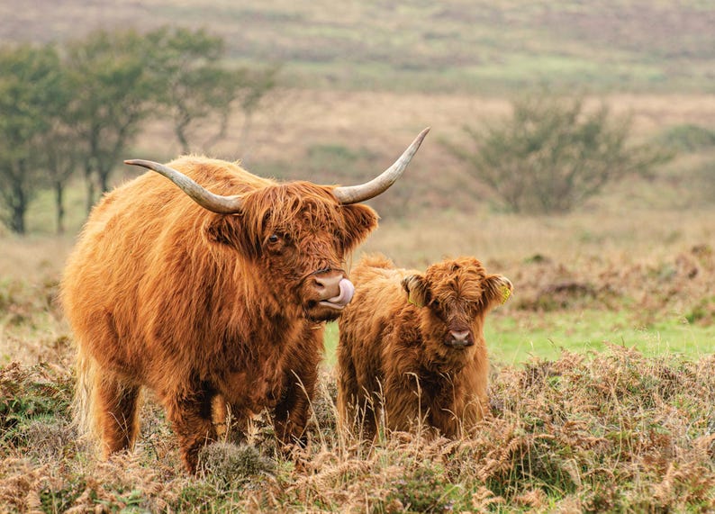 Highland Cow Wall Calendar 2026: A4 Spiral Bound,