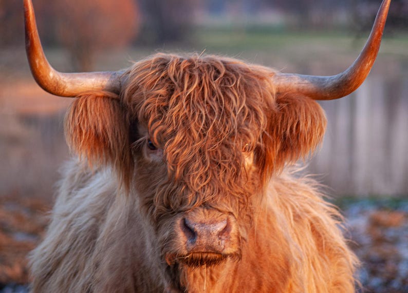 Highland Cow Wall Calendar 2026: A4 Spiral Bound,