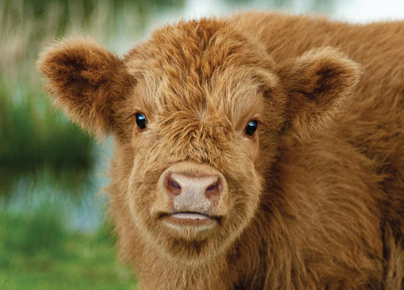 Highland Cow Wall Calendar 2026: A4 Spiral Bound,