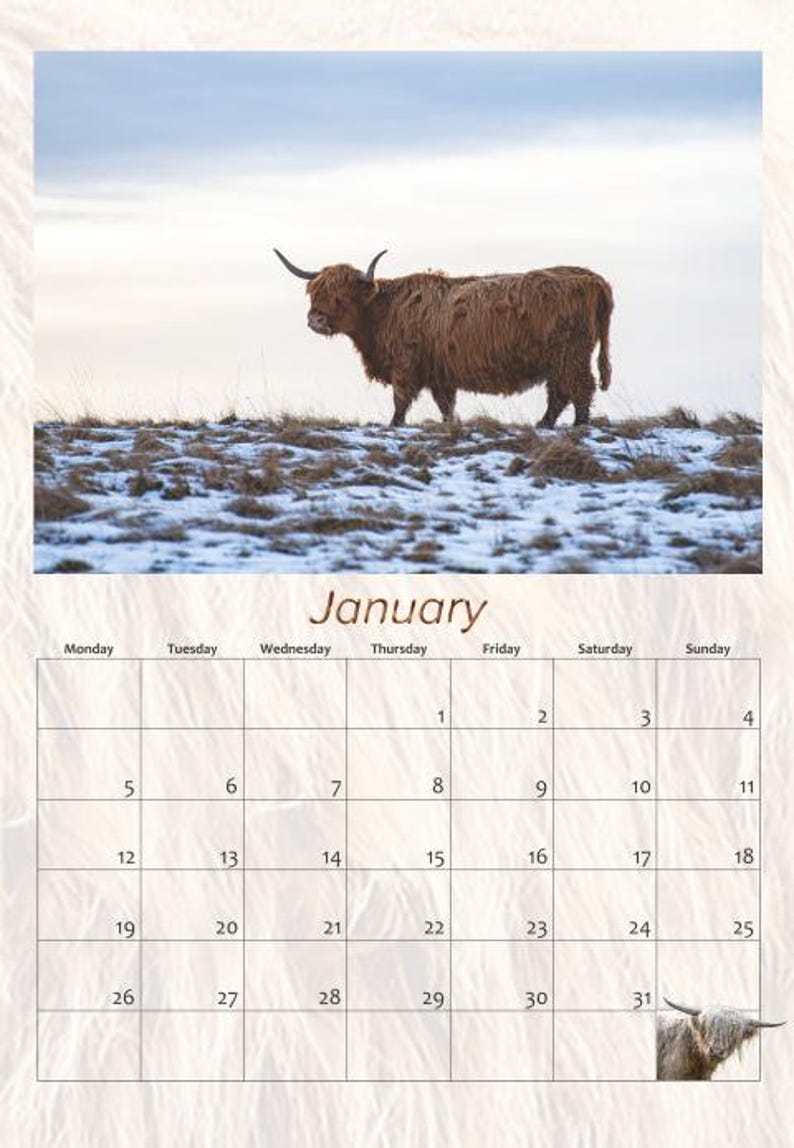 Highland Cow Wall Calendar 2026: A4 Spiral Bound,