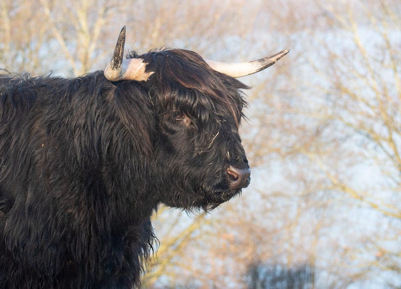 Highland Cow Wall Calendar 2026: A4 Spiral Bound,