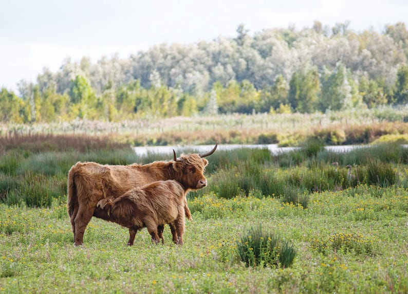 Highland Cow Wall Calendar 2026: A4 Spiral Bound,
