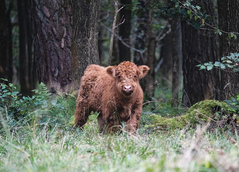 Highland Cow Wall Calendar 2026: A4 Spiral Bound,