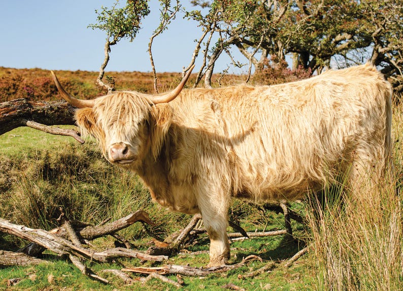 Highland Cow Wall Calendar 2026: A4 Spiral Bound,