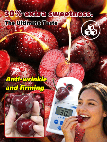 [ 100% Survival Guarantee ] Regina Sweet Cherry Tree 🍒 | 2-Year-Old Robust Sapling🌳| Harvest This May | Ideal for Balcony or Garden