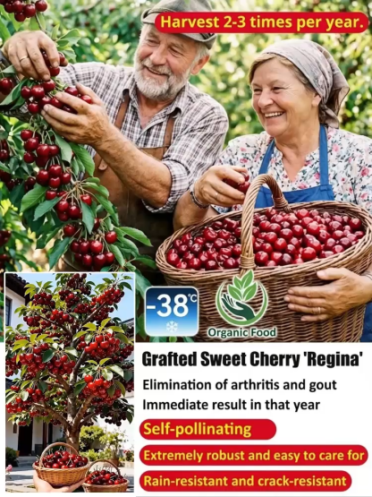 【No fruit, full refund】A Breakthrough by Yale University and the USDA! 🍒This cherry is a hybrid of Japan's finest Sato Nishiki variety and Washington's Bing cherry🌳