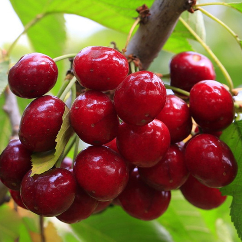 【100% Growth Guarantee】4J XXL Dwarf Cherry | Harvest in Year 1 | Ideal for Home & Garden | Winter-Hardy to -20°C | Buy 1 + Get 1 FREE 🍒