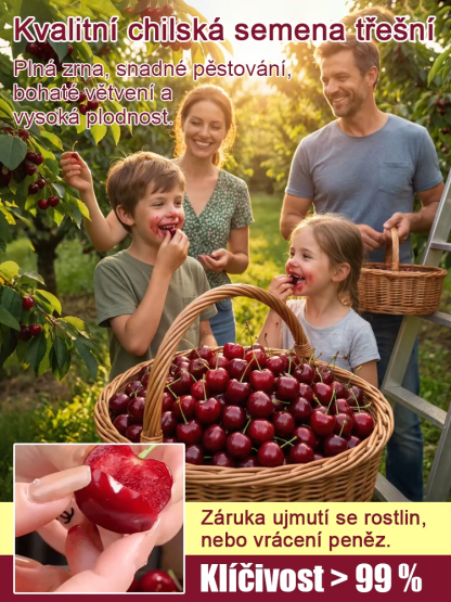 【No fruit, full refund】A Breakthrough by Yale University and the USDA! 🍒This cherry is a hybrid of Japan's finest Sato Nishiki variety and Washington's Bing cherry🌳