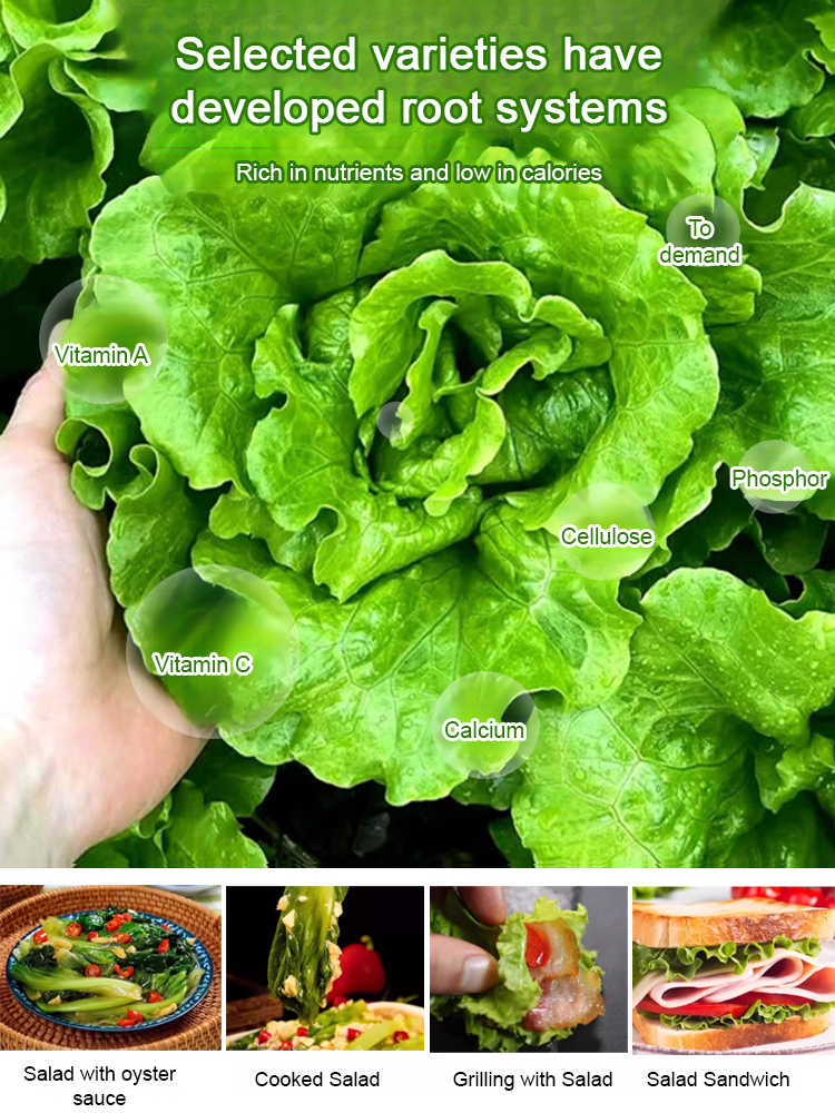 [✨No soil required, full refund if germination rate is less than 98%!] 3-day germination, 4-season fast-growing hydroponic lettuce seeds