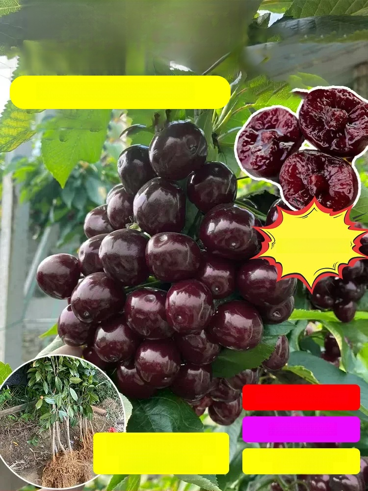 Fruit in 30 Days! Get Your Space-Grade Cherry Trees! ✅ 4J Standard: Expect massive, plump cherries with a sweetness that puts store-bought fruit to shame.