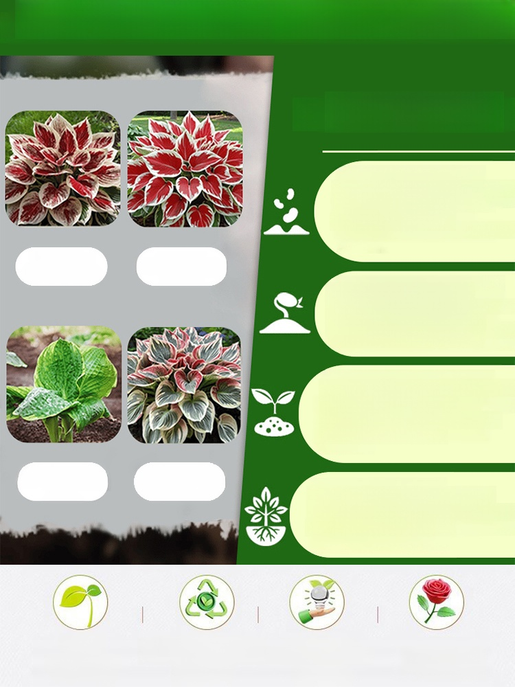 Elite Hostas: 100% Growth Guarantee, Transform Any Dark Corner into a Stunning 8K Botanical Masterpiece with These Elite Seeds