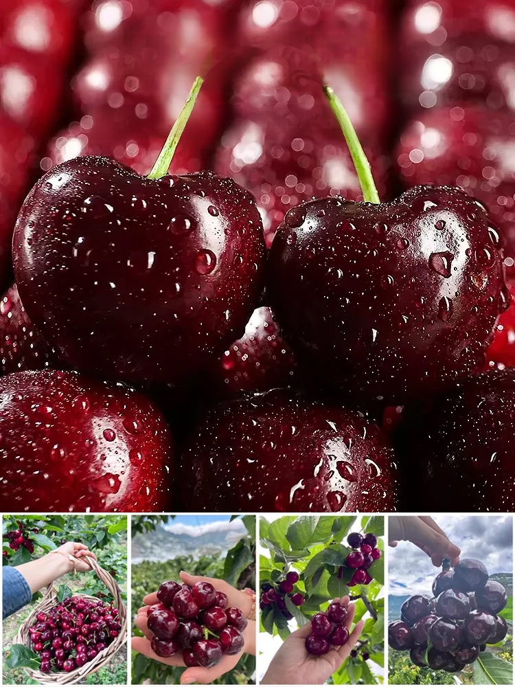 Fruit in 30 Days! Get Your Space-Grade Cherry Trees! ✅ 4J Standard: Expect massive, plump cherries with a sweetness that puts store-bought fruit to shame.
