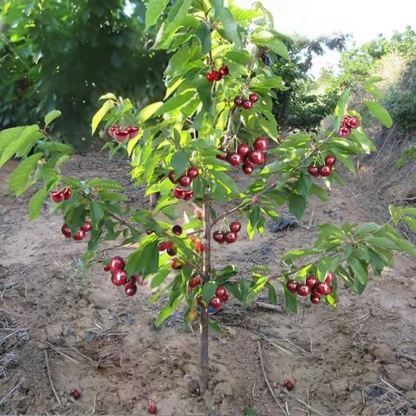 Fruit in 30 Days! Get Your Space-Grade Cherry Trees! ✅ 4J Standard: Expect massive, plump cherries with a sweetness that puts store-bought fruit to shame.