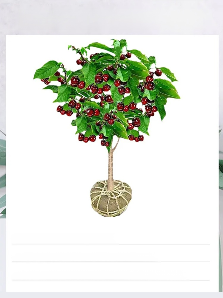 Fruit in 30 Days! Get Your Space-Grade Cherry Trees! ✅ 4J Standard: Expect massive, plump cherries with a sweetness that puts store-bought fruit to shame.