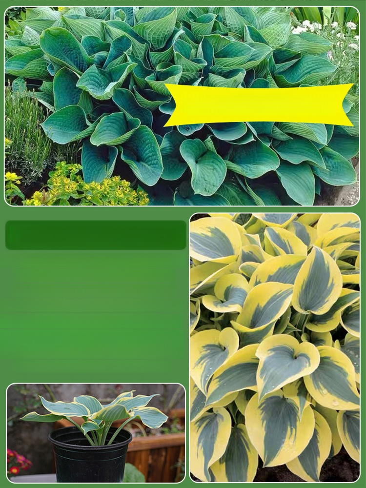 Elite Hostas: 100% Growth Guarantee, Transform Any Dark Corner into a Stunning 8K Botanical Masterpiece with These Elite Seeds