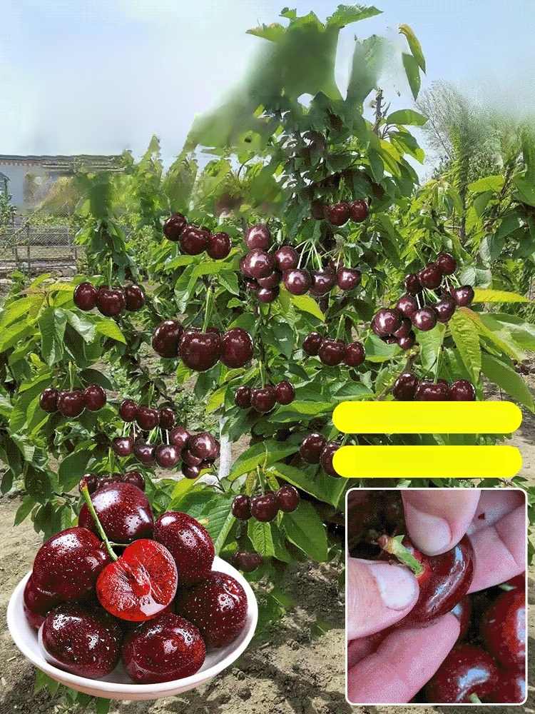 Fruit in 30 Days! Get Your Space-Grade Cherry Trees! ✅ 4J Standard: Expect massive, plump cherries with a sweetness that puts store-bought fruit to shame.