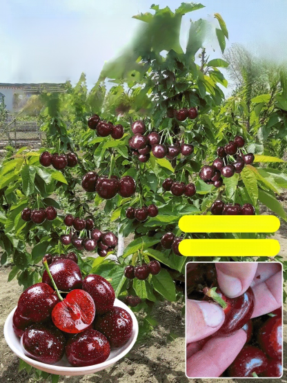 Fruit in 30 Days! Get Your Space-Grade Cherry Trees! ✅ 4J Standard: Expect massive, plump cherries with a sweetness that puts store-bought fruit to shame.