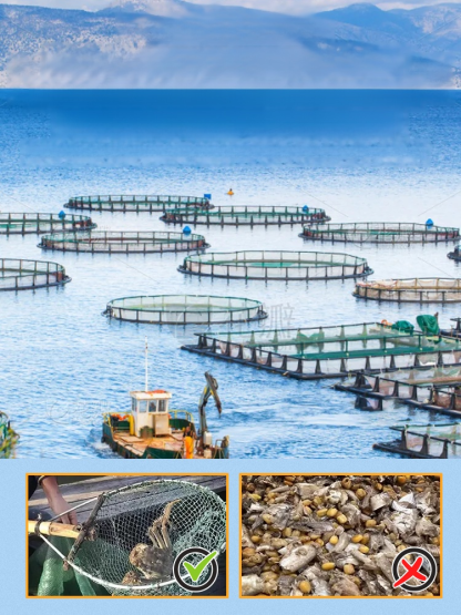 More addictive than chips and spicy corn snacks, golden spicy little crabs. Made from wild crabs from the pristine waters