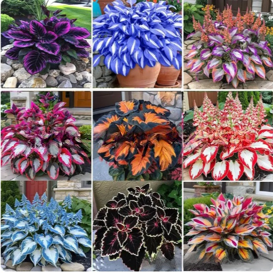 Elite Hostas: 100% Growth Guarantee, Transform Any Dark Corner into a Stunning 8K Botanical Masterpiece with These Elite Seeds