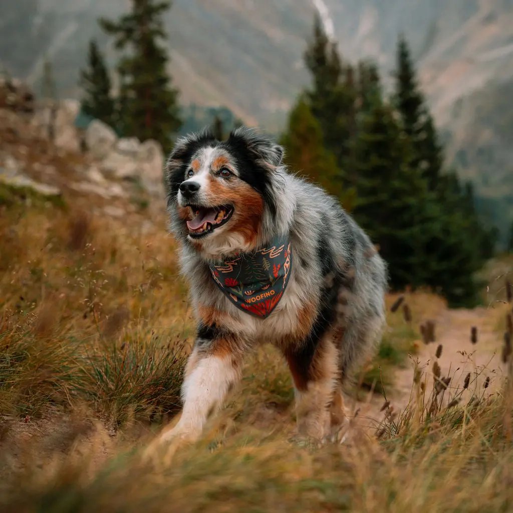 🐶2-in-1 Reversible Dog Bandana Bowl, Lightweight Spill-Proof TPU Travel Feeding Bowl for All Dogs Outdoor Hiking Camping💧