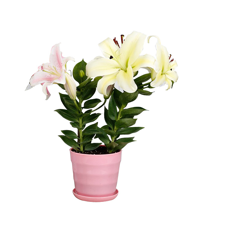 Lily potted plant with buds indoor flowers perfume lily flowering plant desktop ornamental green plants