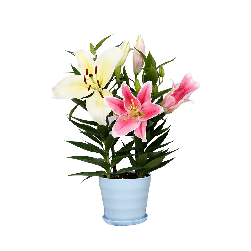 Lily potted plant with buds indoor flowers perfume lily flowering plant desktop ornamental green plants