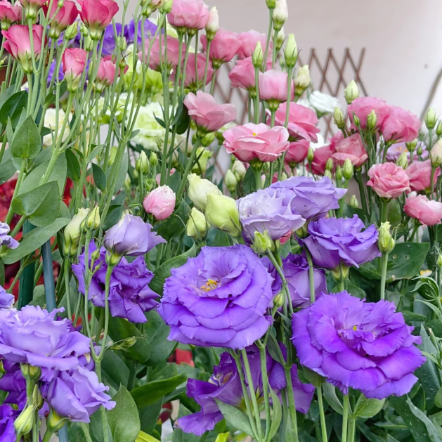 🌺Lisianthus - Sincere Love