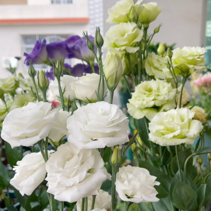 🌺Lisianthus - Sincere Love